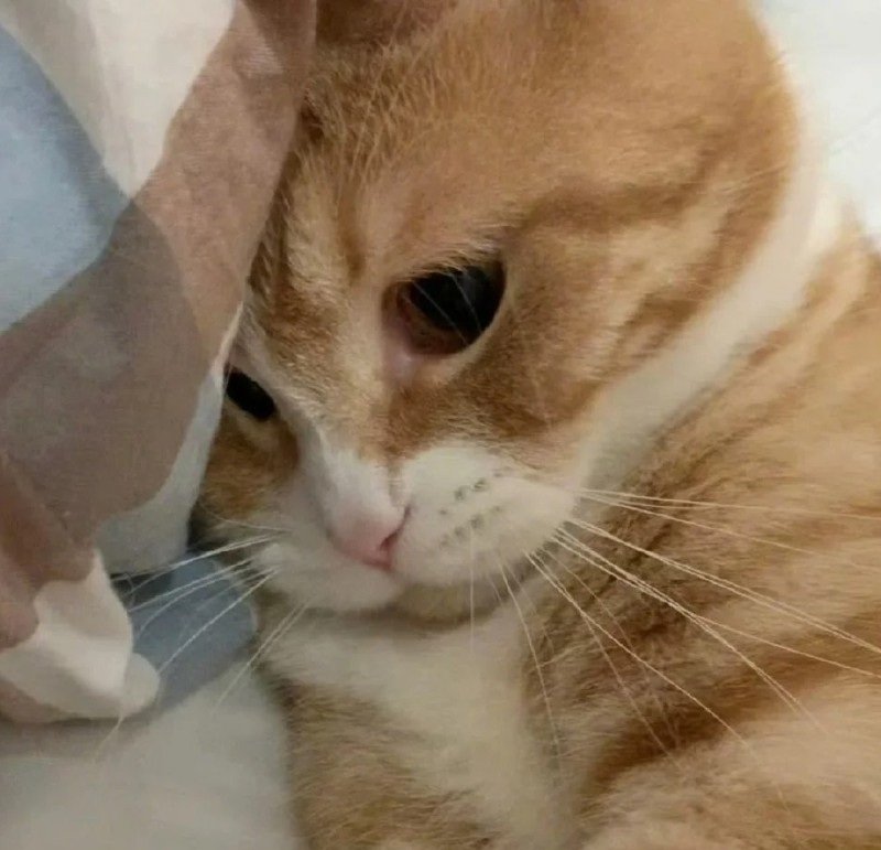 ảnh mèo buồn 14