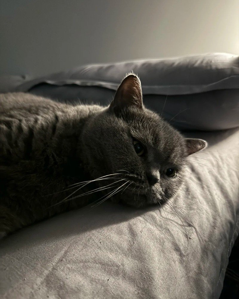 ảnh mèo buồn 15