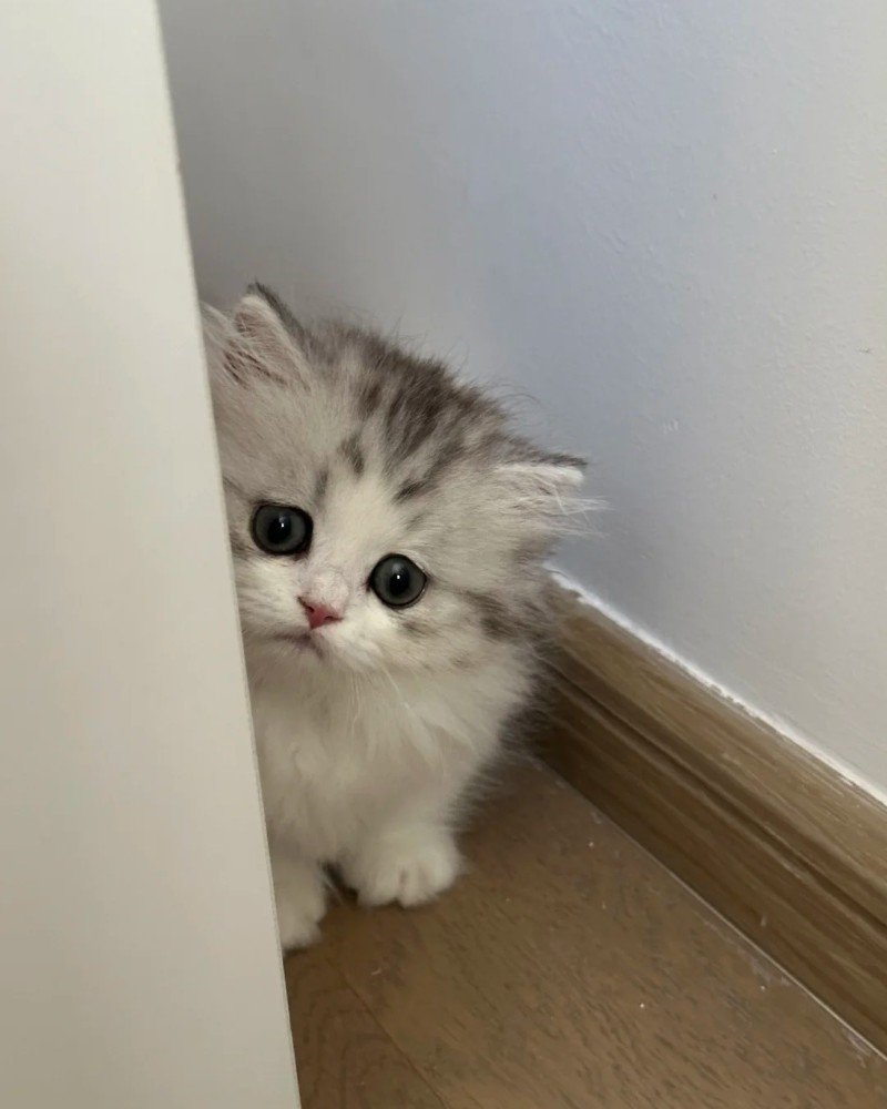 ảnh mèo buồn 16