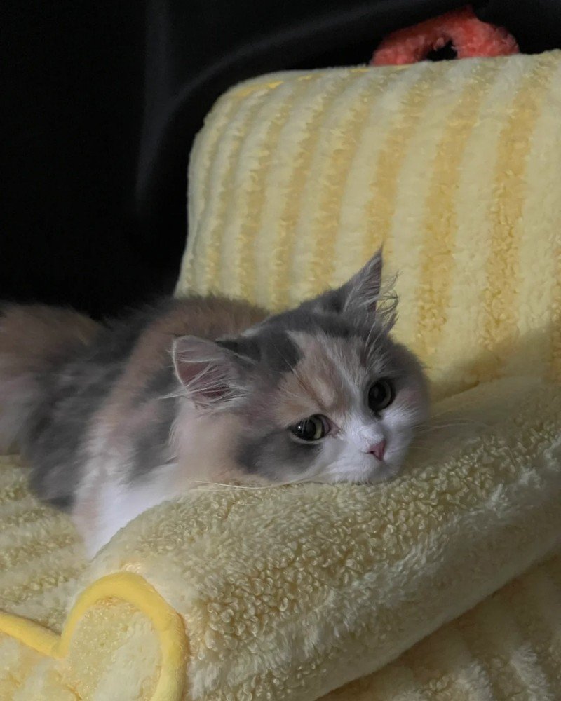 ảnh mèo buồn 17