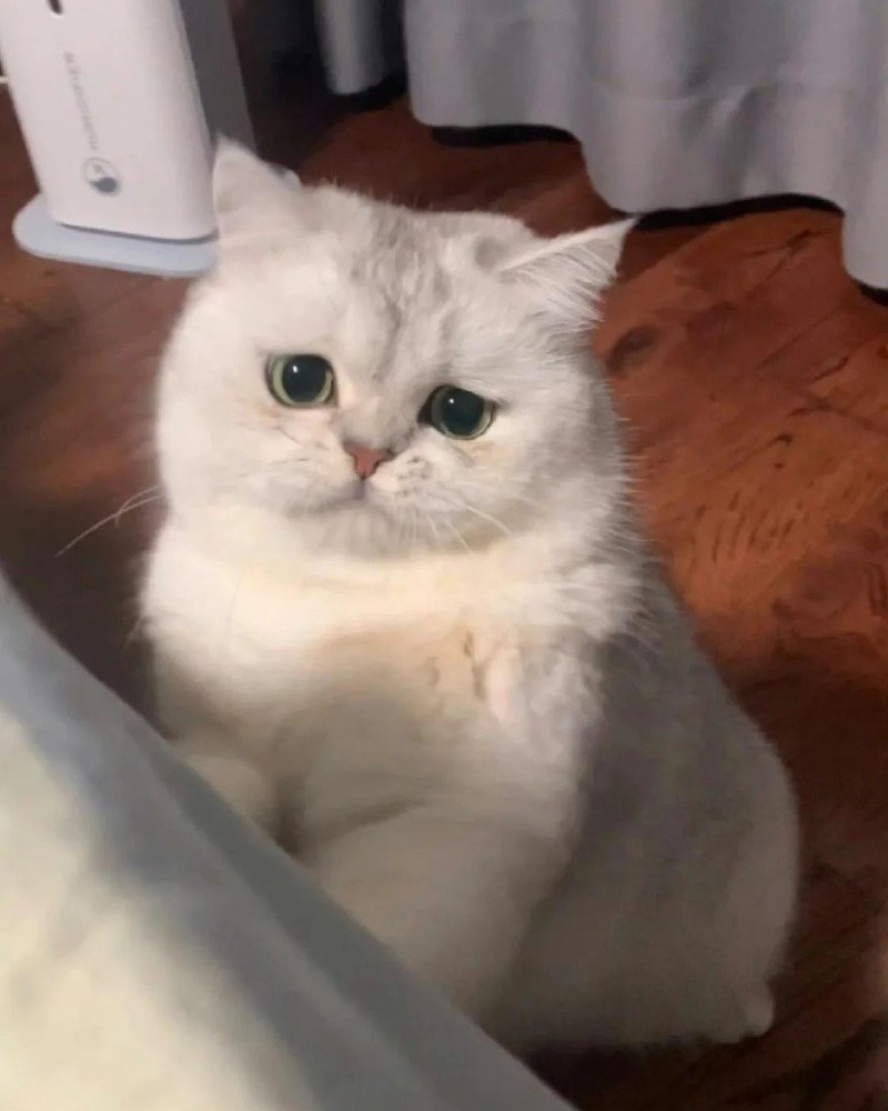 ảnh mèo buồn 18