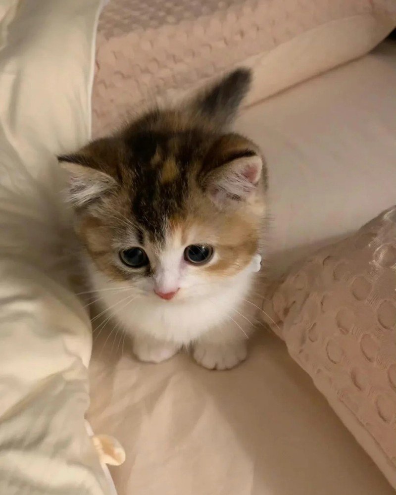 ảnh mèo buồn 19