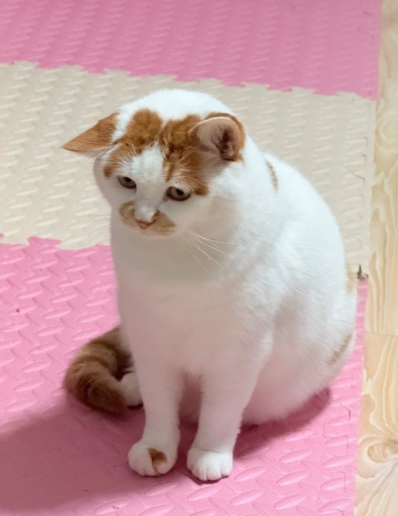 Ảnh Mèo Buồn cute và dễ thương