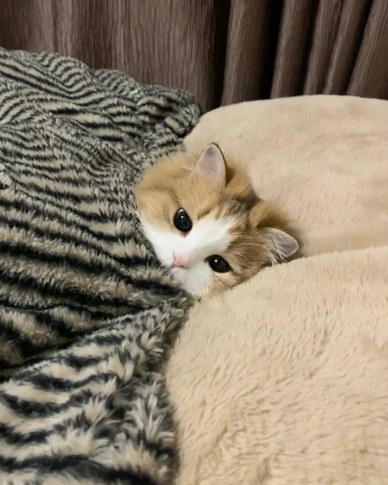 ảnh mèo buồn 21