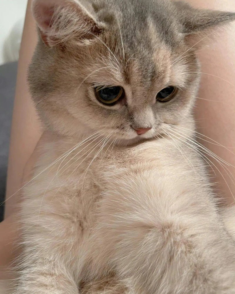 ảnh mèo buồn 22