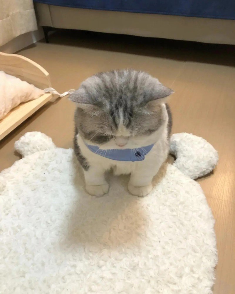 ảnh mèo buồn 23