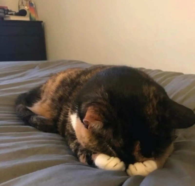 ảnh mèo buồn 24