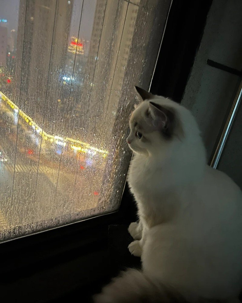 ảnh mèo buồn 27