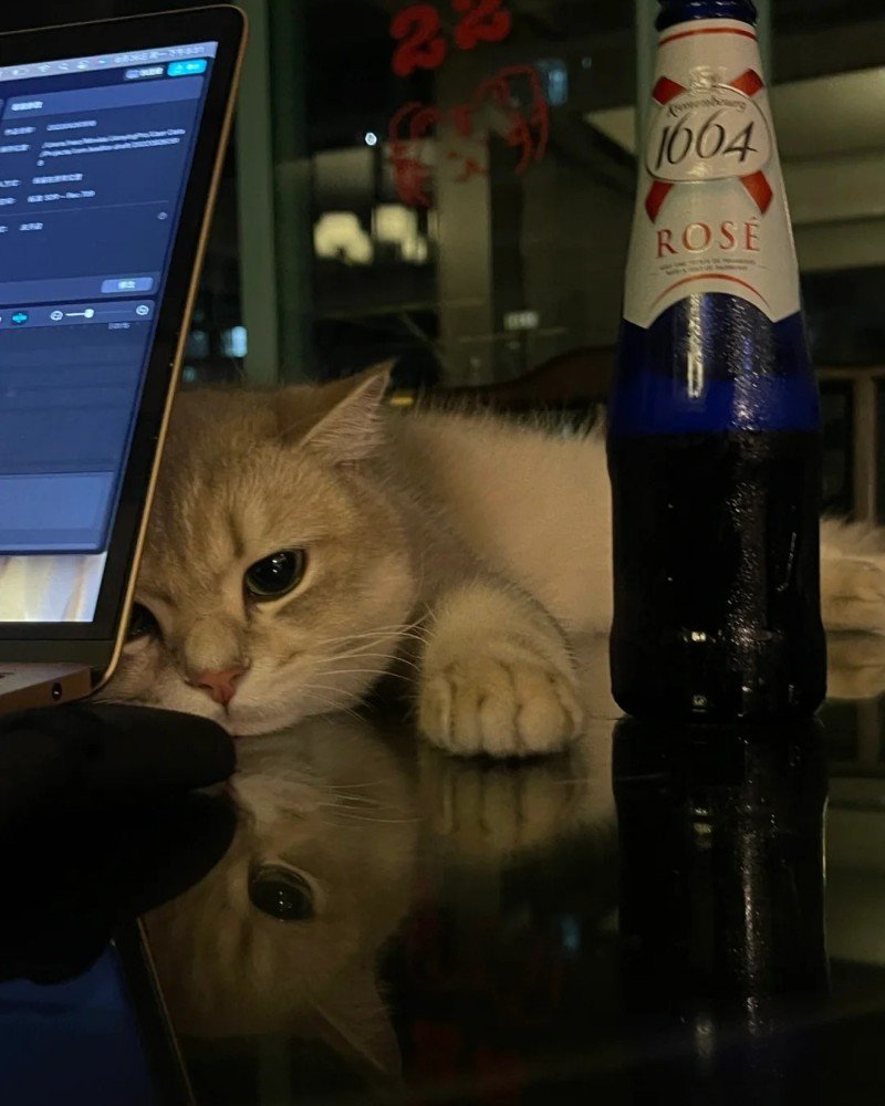 ảnh mèo buồn 28