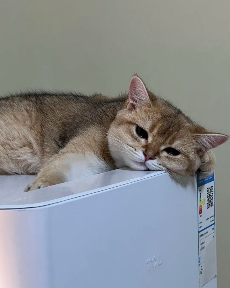 ảnh mèo buồn 29