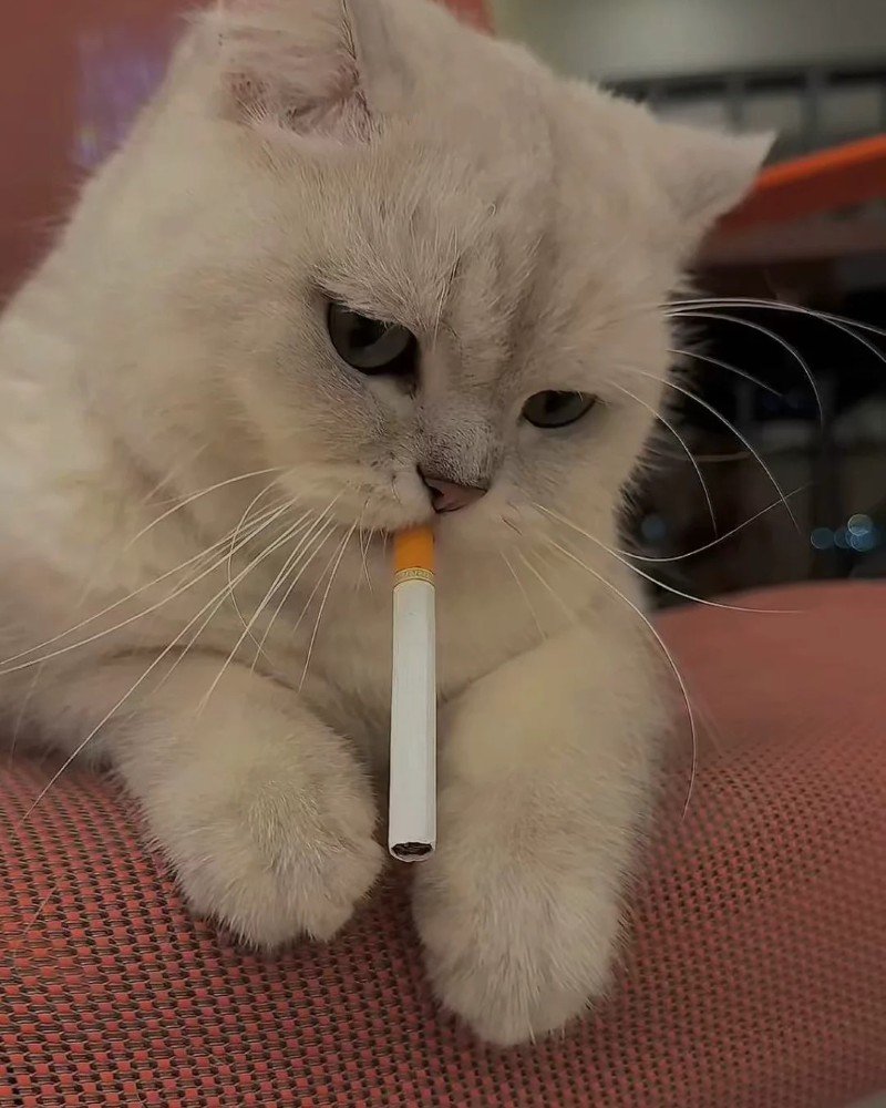 ảnh mèo buồn 30