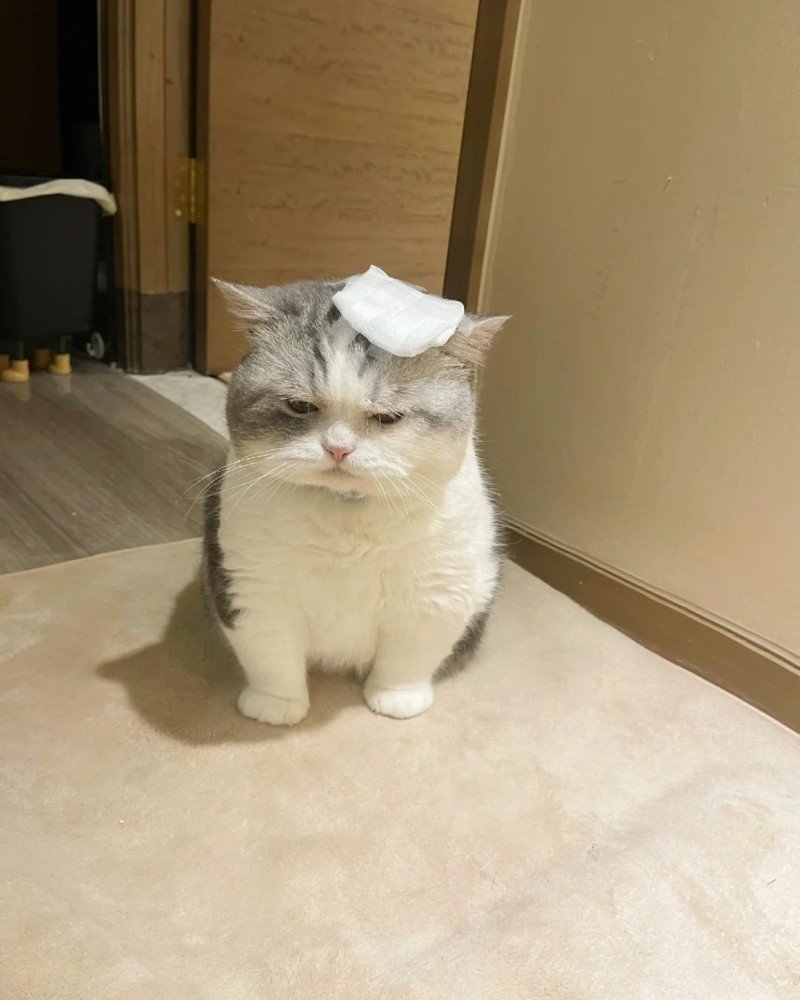 ảnh mèo buồn 32