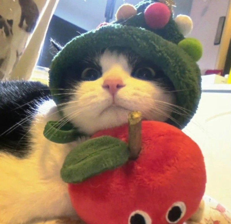 ảnh mèo dễ thương 10