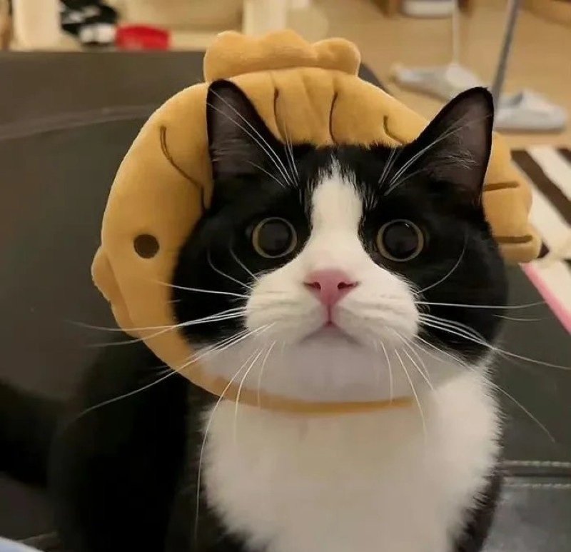 ảnh mèo dễ thương 11