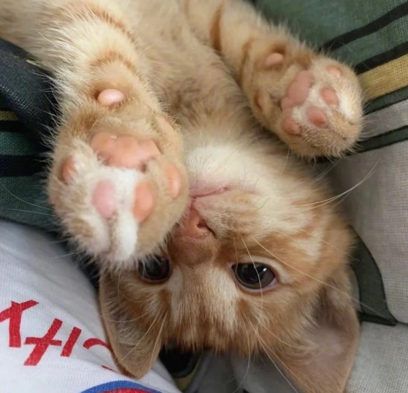 ảnh mèo dễ thương 12