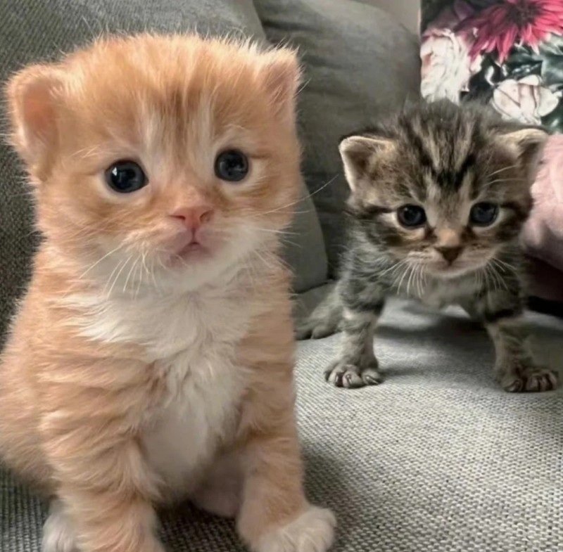 ảnh mèo dễ thương 13