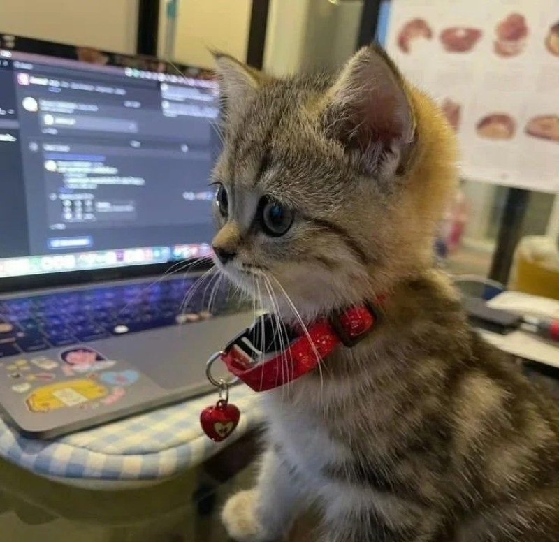 ảnh mèo dễ thương 14