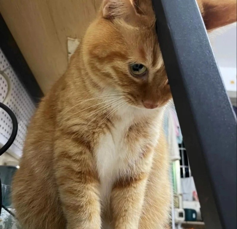 ảnh mèo dễ thương 15