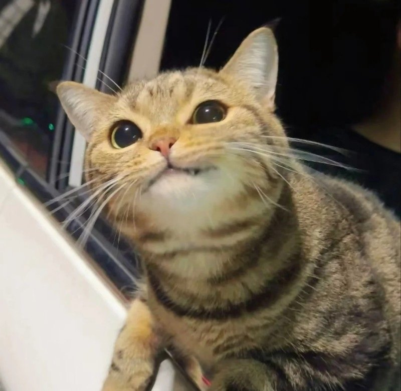 ảnh mèo dễ thương 16