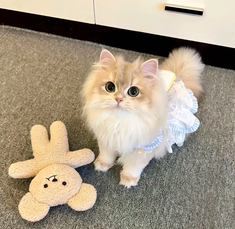 ảnh mèo dễ thương 17