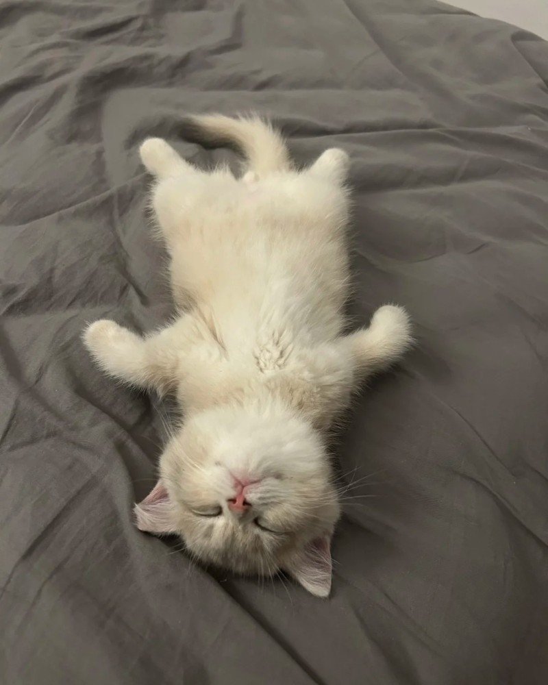 ảnh mèo dễ thương 18