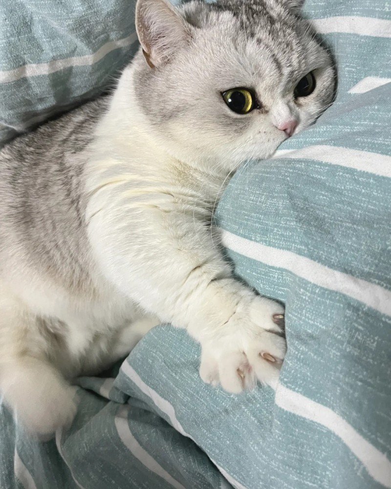 ảnh mèo dễ thương 19