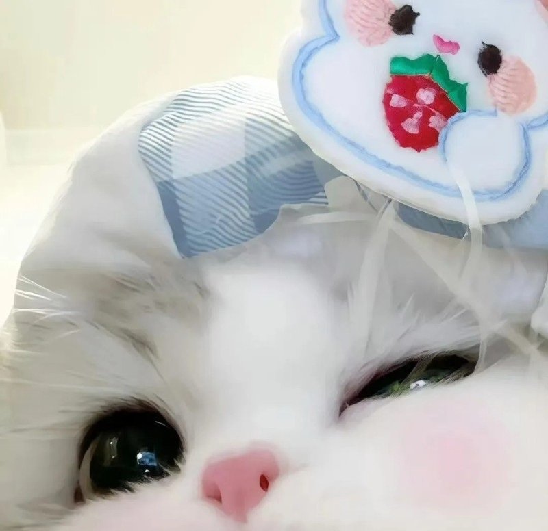 ảnh mèo dễ thương 2