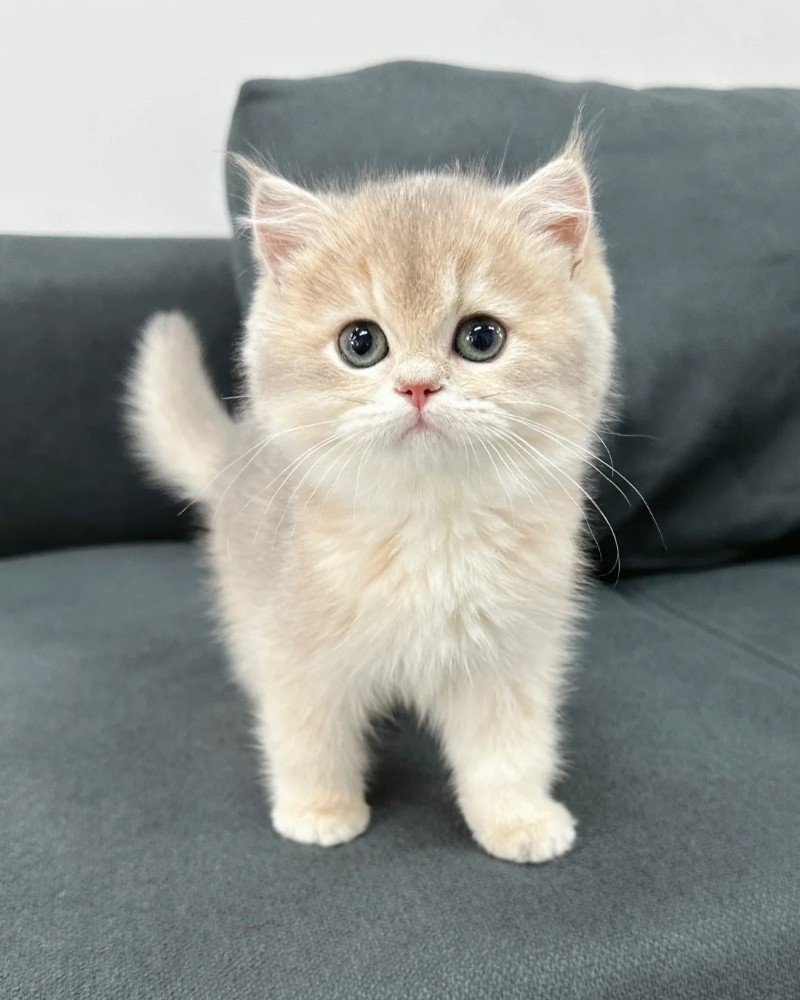 ảnh mèo dễ thương 20