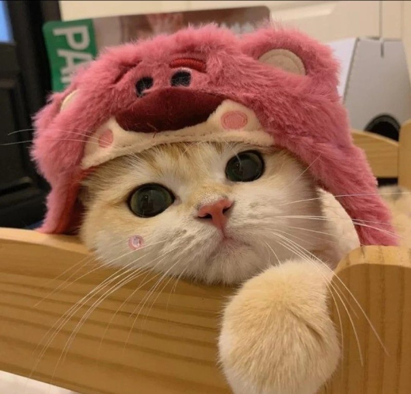 ảnh mèo dễ thương 22