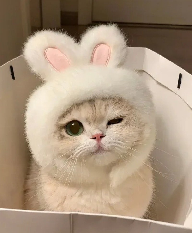 ảnh mèo dễ thương 23