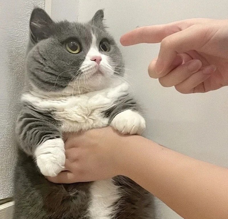 ảnh mèo dễ thương 24