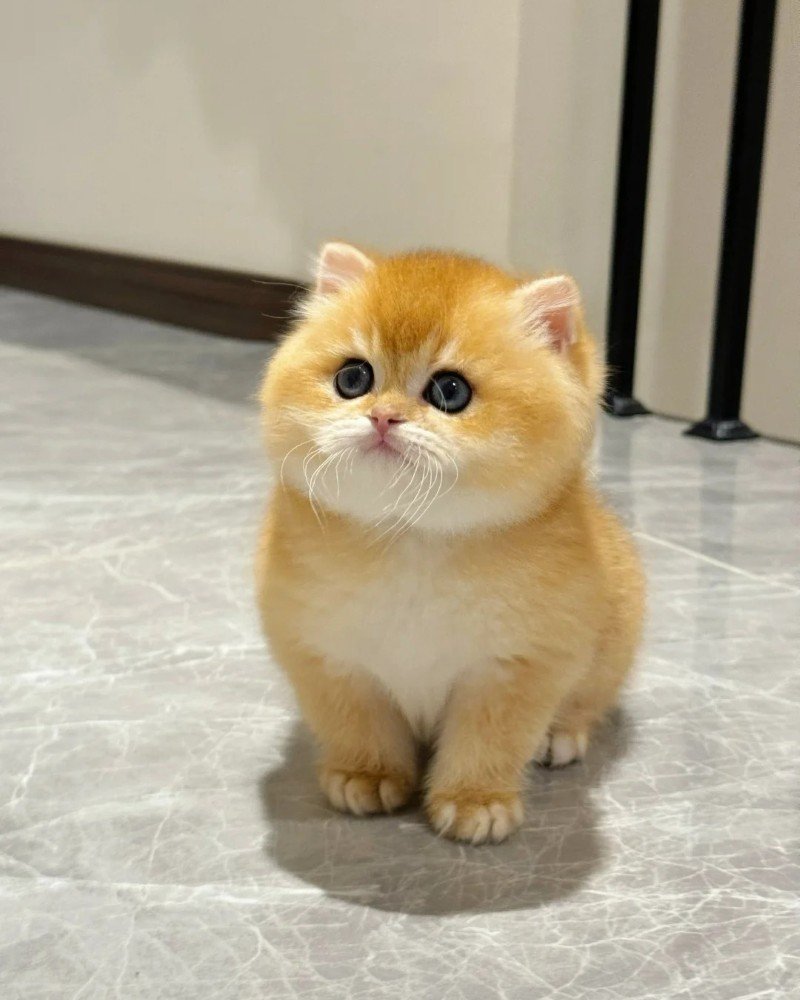 ảnh mèo dễ thương 25