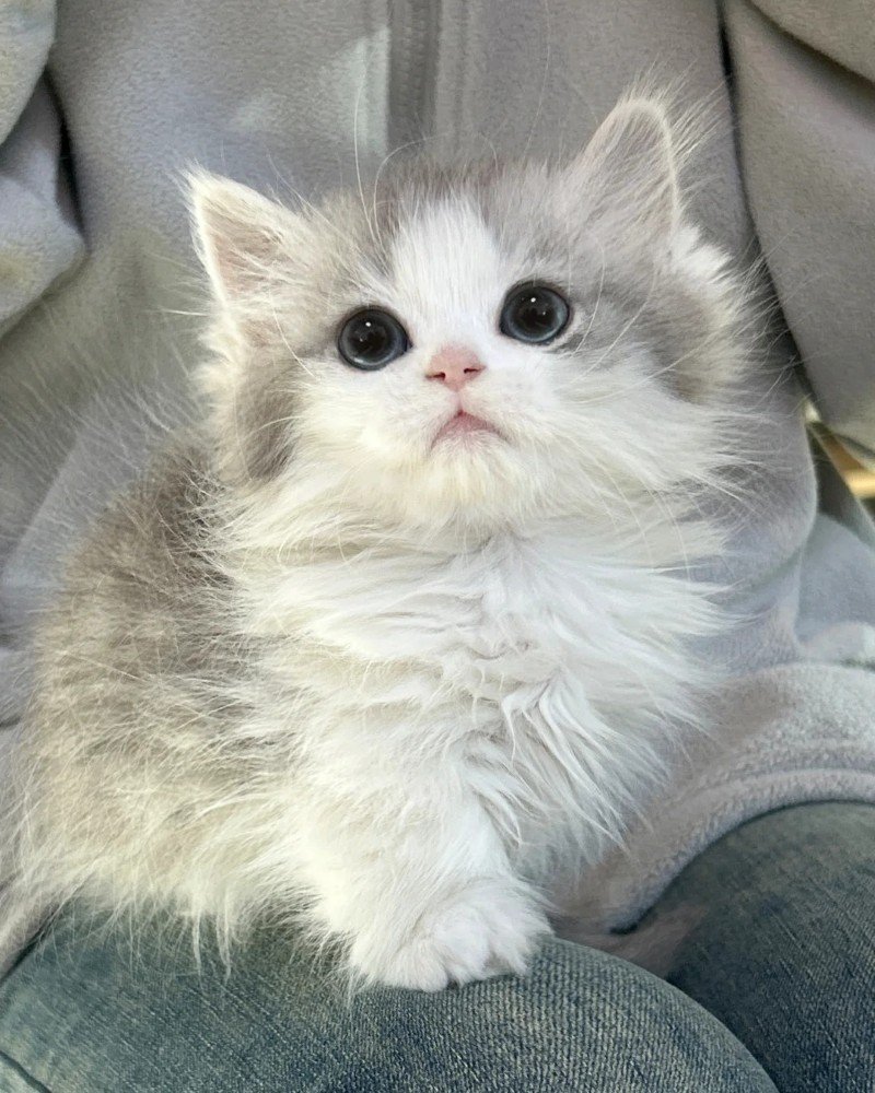 ảnh mèo dễ thương 26