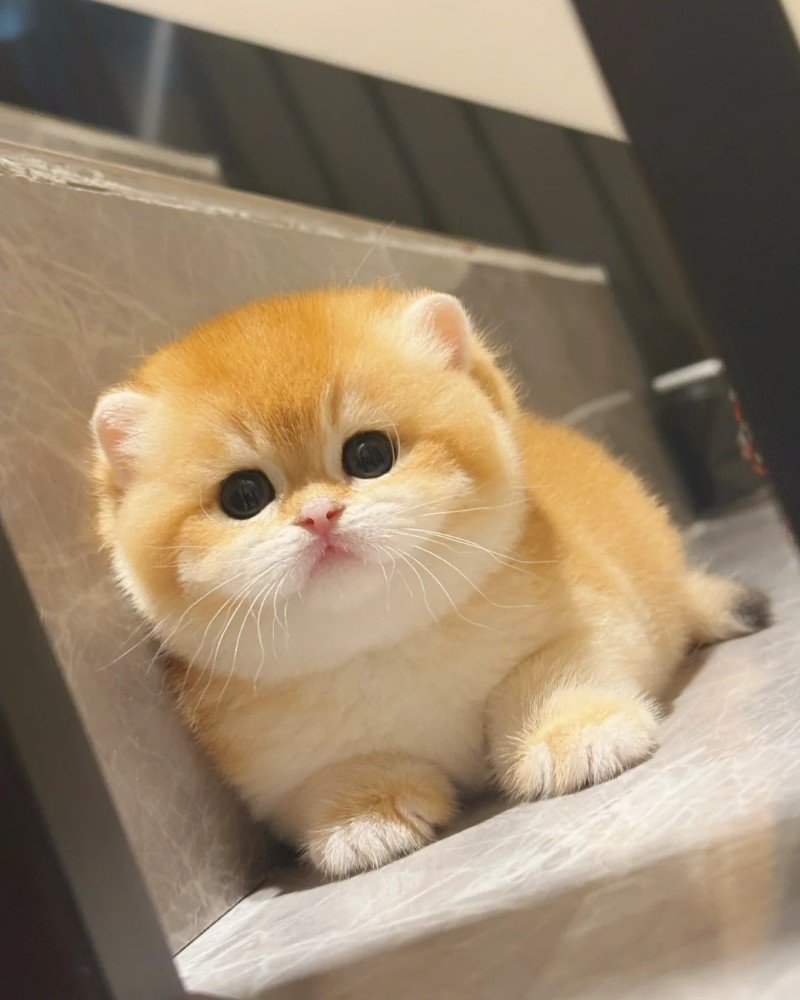 ảnh mèo dễ thương 27