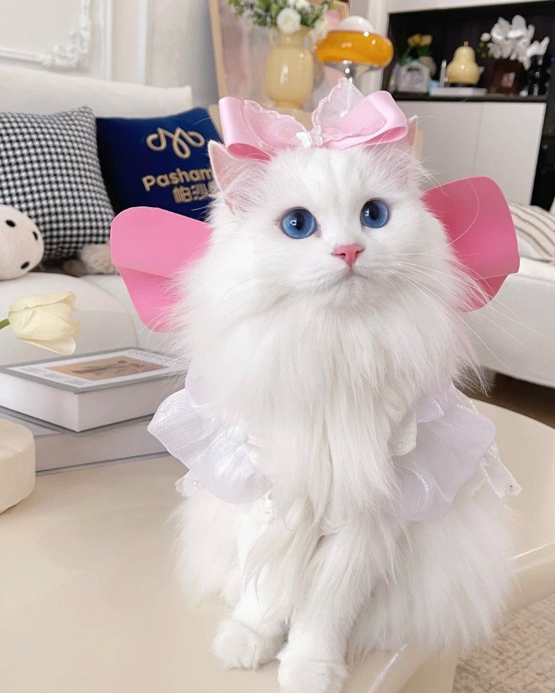 ảnh mèo dễ thương 28