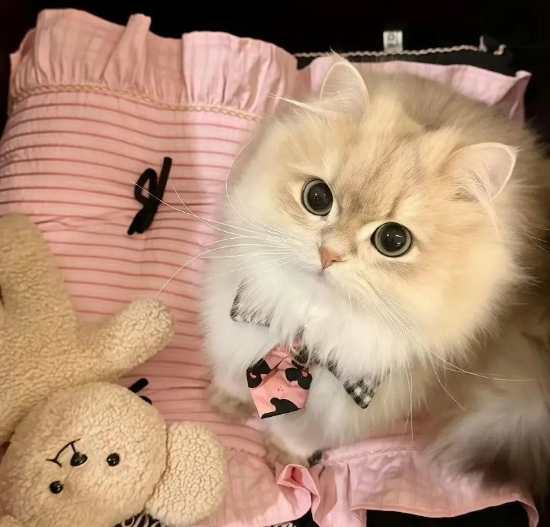 ảnh mèo dễ thương 3