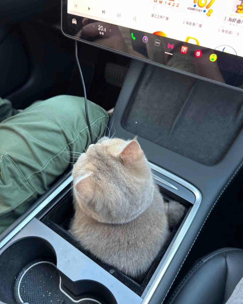 ảnh mèo dễ thương 30