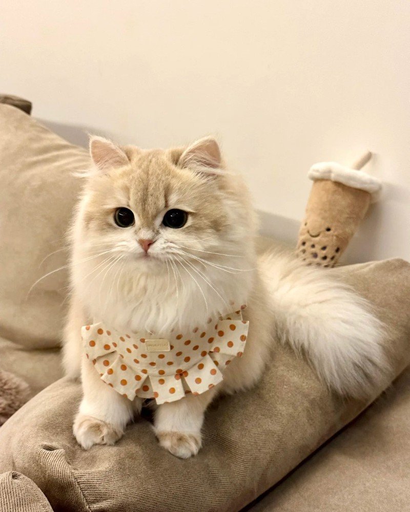 ảnh mèo dễ thương 32