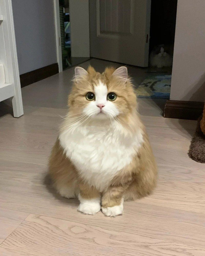 ảnh mèo dễ thương 33