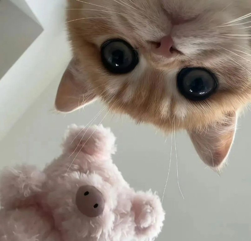 ảnh mèo dễ thương 4