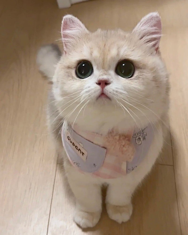 ảnh mèo dễ thương 5