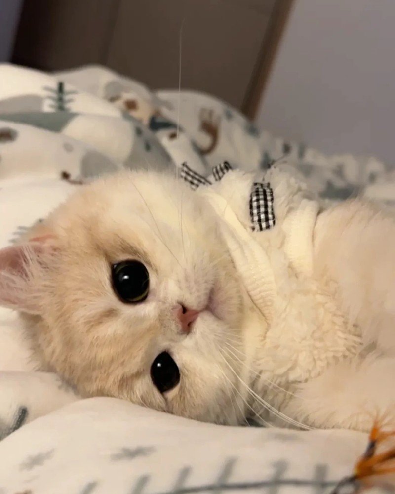 ảnh mèo dễ thương 6