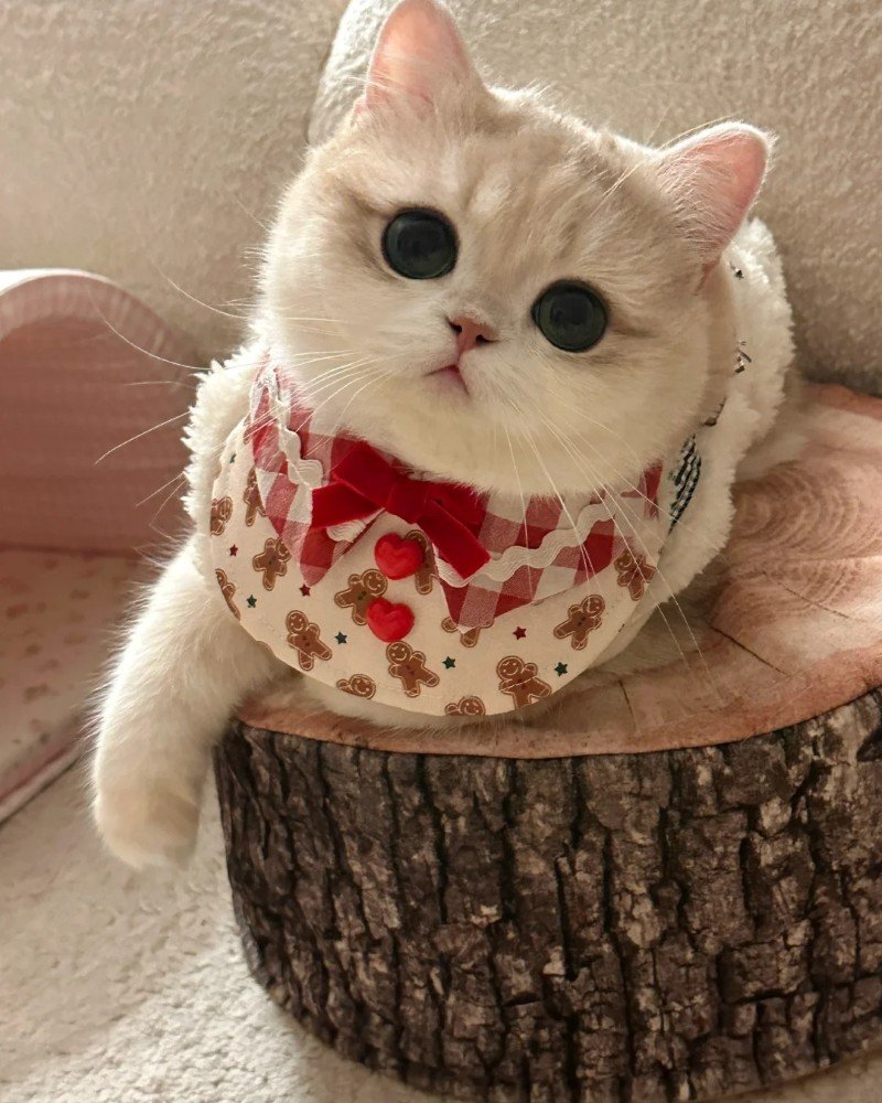 ảnh mèo dễ thương 7