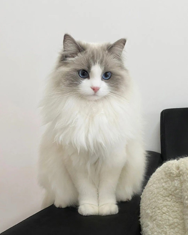 ảnh mèo dễ thương 8