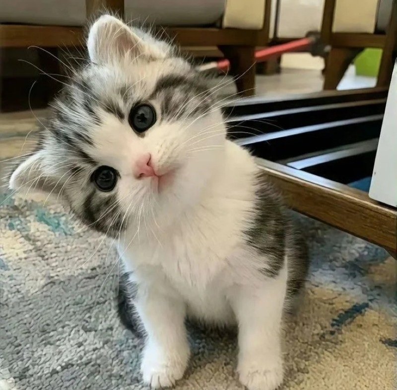 ảnh mèo dễ thương 9