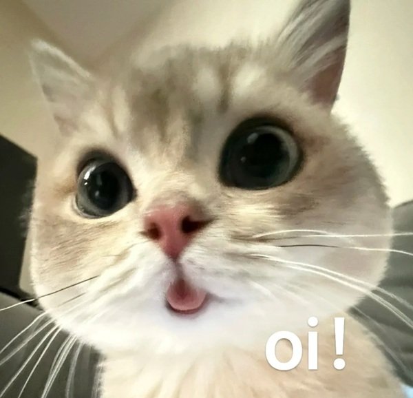 ảnh mèo meme 29