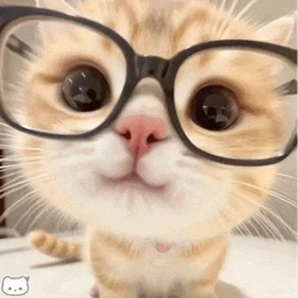 ảnh mèo meme 6