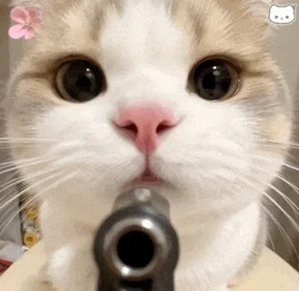ảnh mèo meme 7