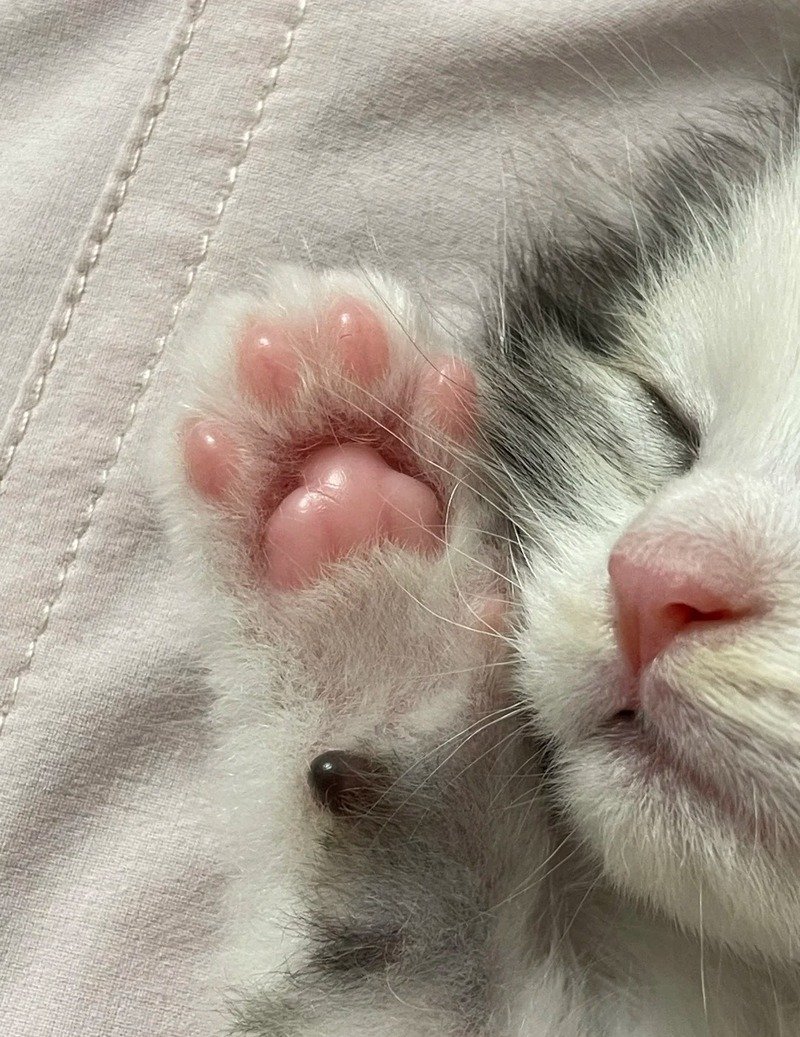Hình tay mèo cute với biểu cảm hài hước