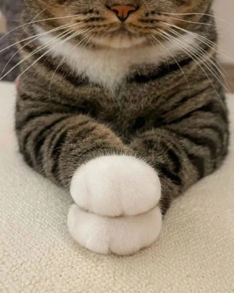 ảnh tay mèo 12
